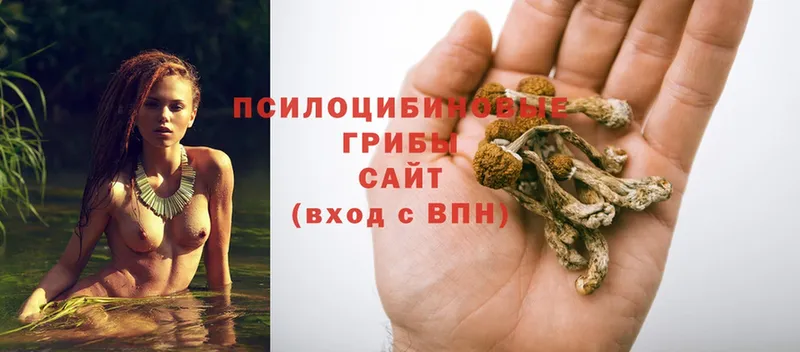 Галлюциногенные грибы Psilocybe  Ирбит 